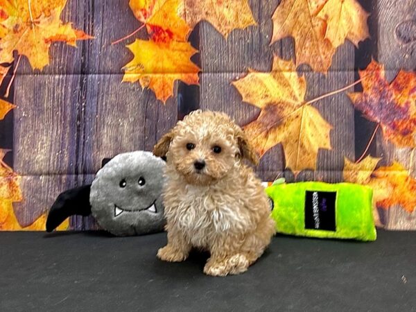 F1b Cockapoo Dog Male Apricot 25541 Petland Las Vegas, Nevada