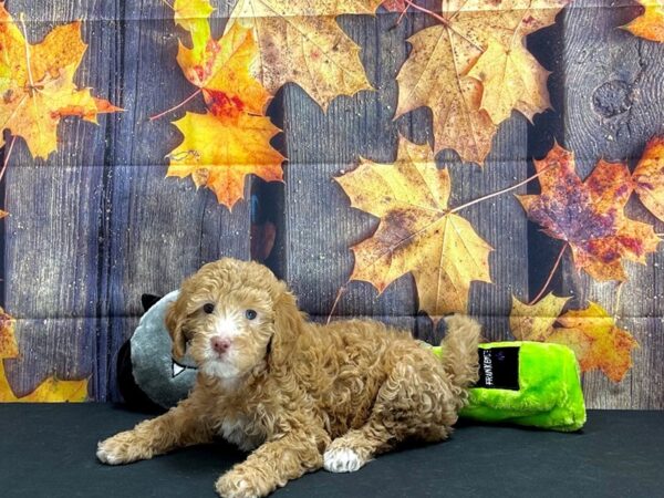 F1B Mini Goldendoodle Dog Female Red 25537 Petland Las Vegas, Nevada