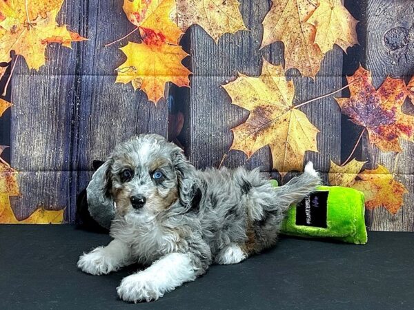 F1B Mini Labradoodle-Dog-Female-Blue Merle / Tan-25538-Petland Las Vegas, Nevada