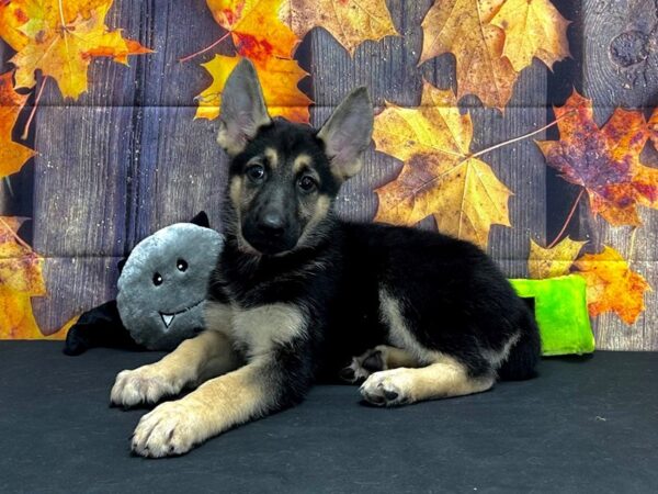 German Shepherd Dog Dog Female Black / Tan 25535 Petland Las Vegas, Nevada