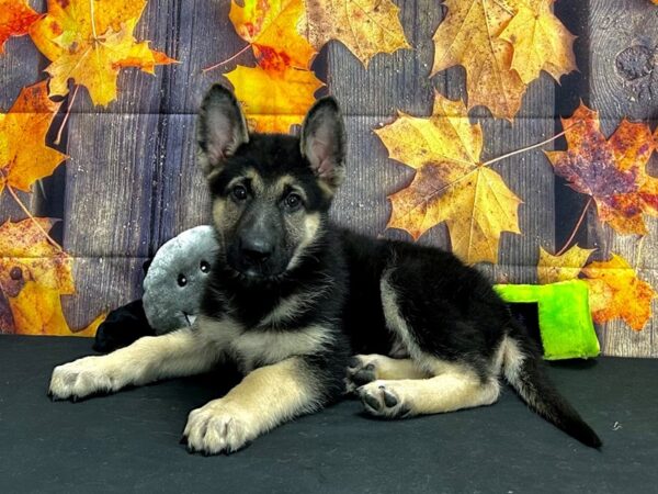 German Shepherd Dog Dog Male Black / Tan 25536 Petland Las Vegas, Nevada