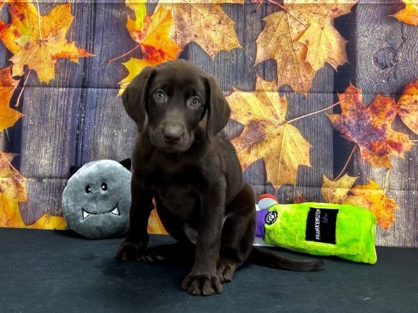 Labrador Retriever Dog Female Chocolate 25519 Petland Las Vegas, Nevada