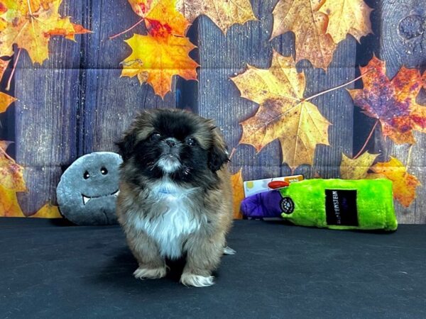 Pekingese Dog Male Red 25520 Petland Las Vegas, Nevada