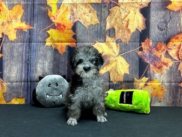 Poodle-Dog-Male-Merle-25521-Petland Las Vegas, Nevada