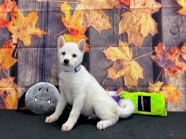 Shiba Inu Dog Male Cream 25522 Petland Las Vegas, Nevada