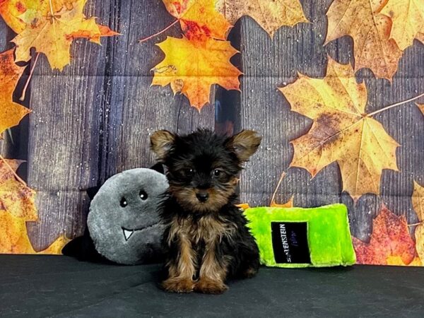 Yorkshire Terrier Dog Male Black and Gold 25524 Petland Las Vegas, Nevada