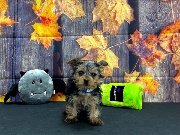 Yorkshire Terrier Dog Male Black / Tan 25533 Petland Las Vegas, Nevada