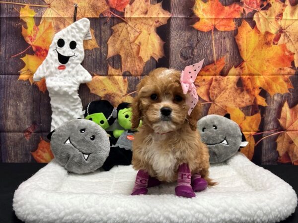 Cavalier King Charles Spaniel/Poodle Dog Female Apricot 25540 Petland Las Vegas, Nevada