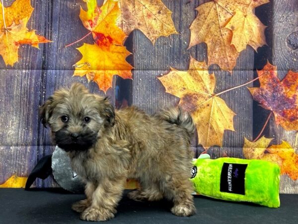 Havanese Dog Female Gold 25532 Petland Las Vegas, Nevada