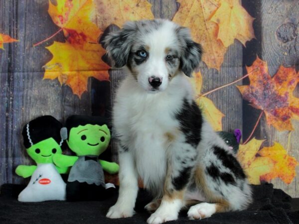 Australian Shepherd Dog Female Blue Merle 25544 Petland Las Vegas, Nevada