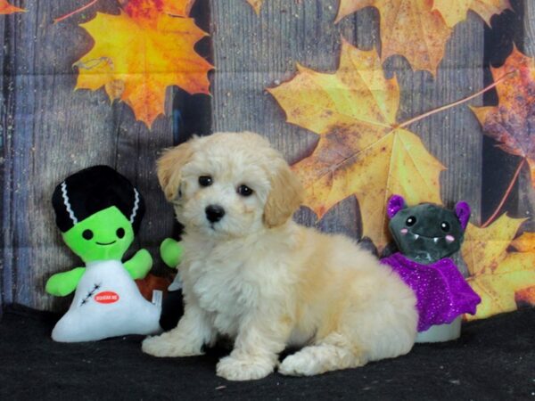 Bichon Frise/Poodle Dog Female Apricot 25555 Petland Las Vegas, Nevada