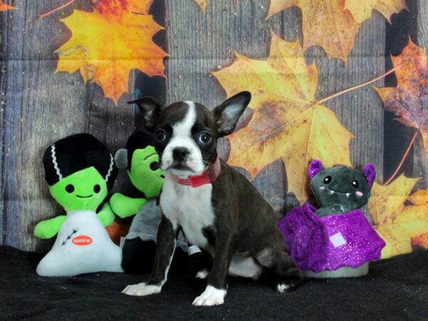 Boston Terrier Dog Female Brindle and White 25563 Petland Las Vegas, Nevada