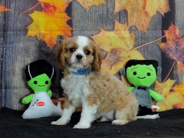 Cavalier King Charles Spaniel Dog Male Blenheim 25564 Petland Las Vegas, Nevada