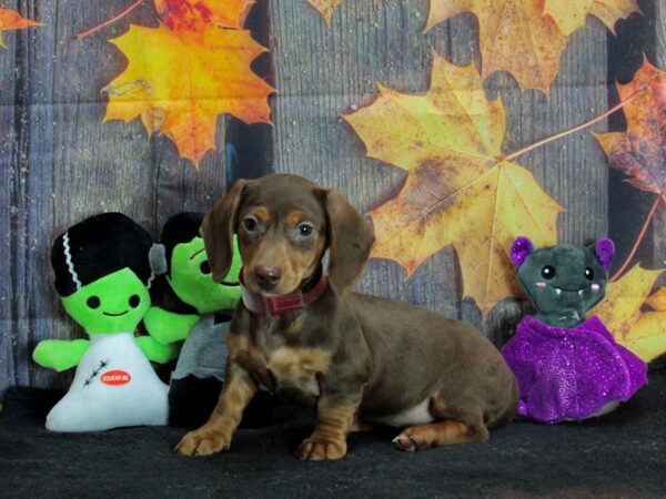 Dachshund Dog Female Chocolate / Tan 25547 Petland Las Vegas, Nevada