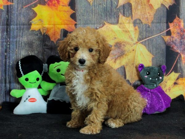 F1B Bichpoo Dog Female Red 25554 Petland Las Vegas, Nevada