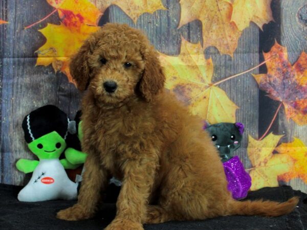 F1B Mini Goldendoodle Dog Male Red 25562 Petland Las Vegas, Nevada