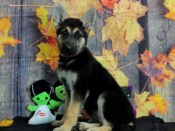 German Shepherd Dog Dog Female Black and Tan 25565 Petland Las Vegas, Nevada