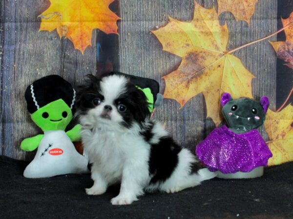 Japanese Chin Dog Male Black / White 25559 Petland Las Vegas, Nevada