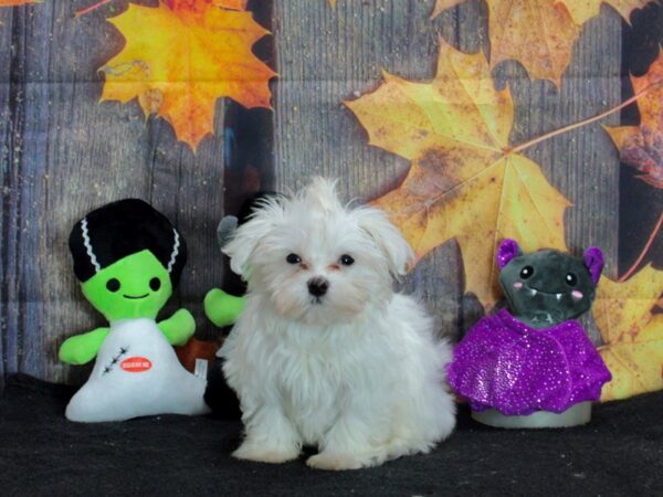 Maltese Dog Male White 25550 Petland Las Vegas, Nevada