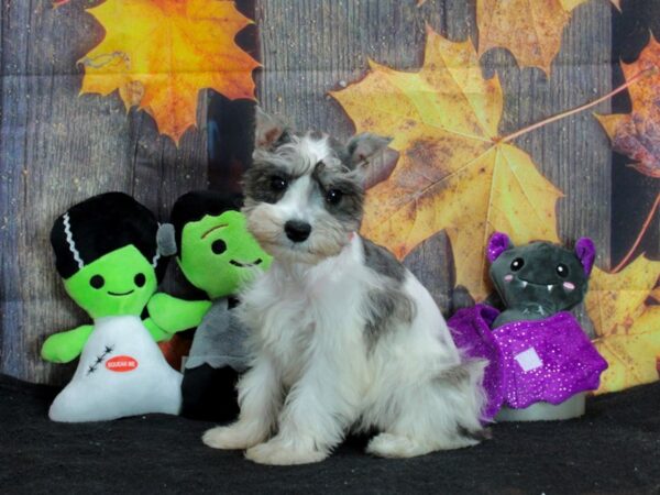 Miniature Schnauzer Dog Female White Salt / Pepper 25551 Petland Las Vegas, Nevada