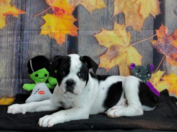 Olde Bulldog Dog Male Black / White 25556 Petland Las Vegas, Nevada