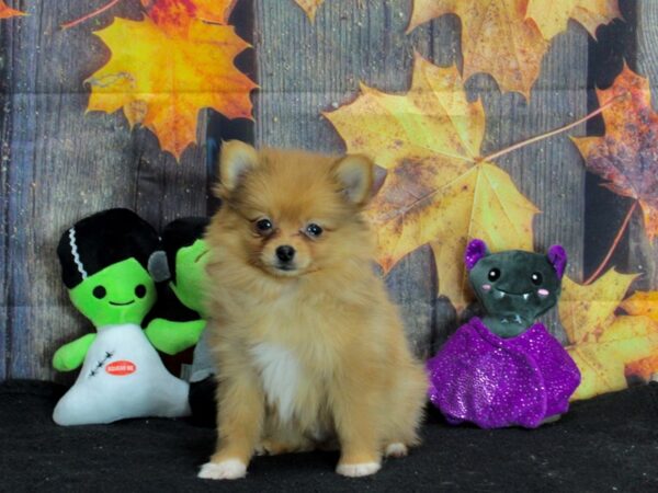 Pomeranian Dog Male Orange 25552 Petland Las Vegas, Nevada