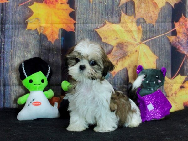 Shih Tzu Dog Female White / Gold 25553 Petland Las Vegas, Nevada