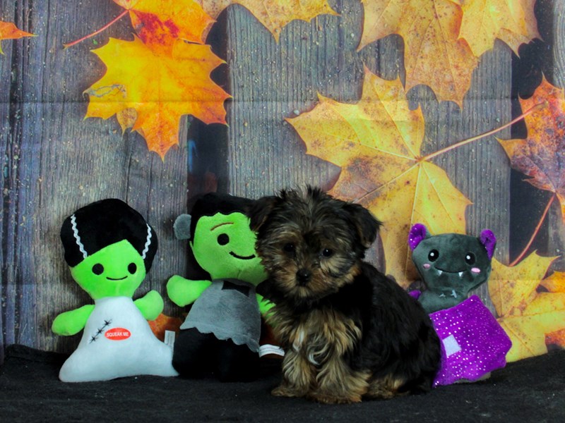 Yorkshire Terrier Small Animal Black / Tan ID25560 Located at Petland