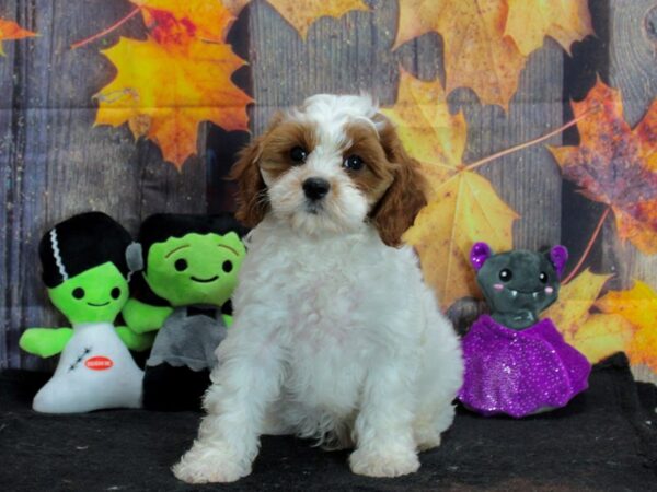 Cavalier King Charles Spaniel/Poodle Dog Male 25567 Petland Las Vegas, Nevada