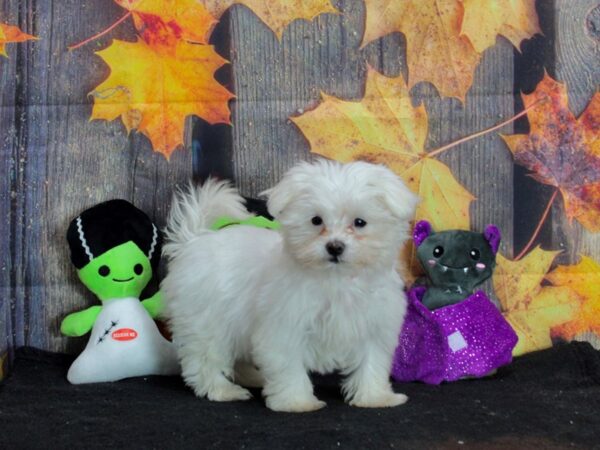 Maltese Dog Female White 25549 Petland Las Vegas, Nevada