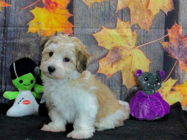 Havanese Dog Male White / Gold 25548 Petland Las Vegas, Nevada