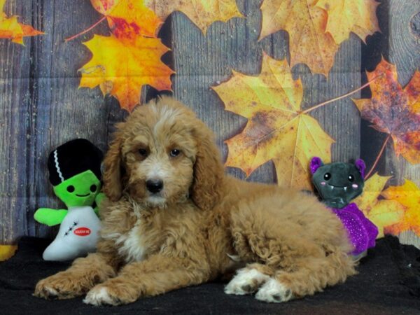 Labradoodle F1-B Dog Male 25570 Petland Las Vegas, Nevada