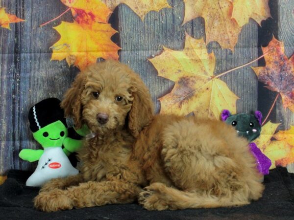 Labradoodle F1-B Dog Female 25571 Petland Las Vegas, Nevada