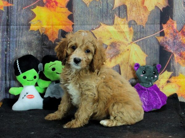 Cocker Spaniel/Poodle-Dog-Male--25568-Petland Las Vegas, Nevada