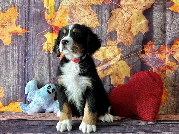 Bernese Mountain Dog Dog Female Black Tan and White 25582 Petland Las Vegas, Nevada