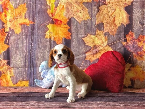 Cavalier King Charles Spaniel Dog Female Blenheim 25581 Petland Las Vegas, Nevada