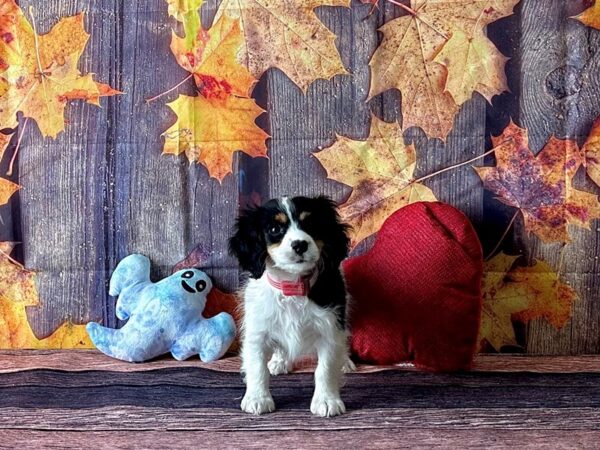 Cavalier King Charles Spaniel/Poodle-Dog-Female-Black and Apricot-25578-Petland Las Vegas, Nevada