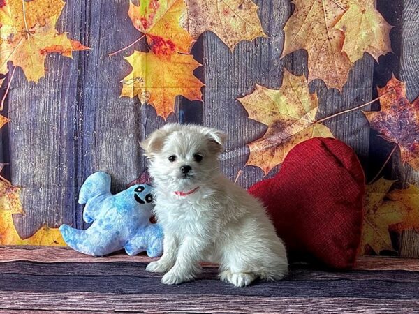 Chihuahua/Maltese Dog Female Cream 25593 Petland Las Vegas, Nevada