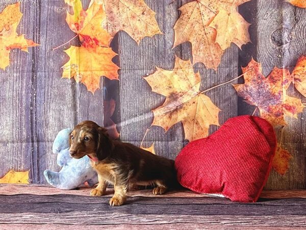 Dachshund Dog Female Chocolate Dapple 25573 Petland Las Vegas, Nevada