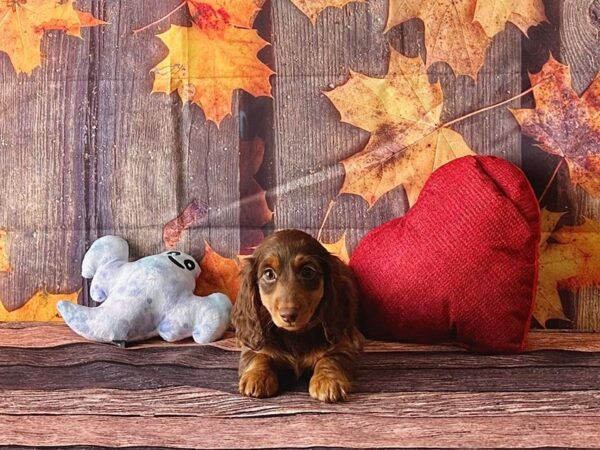 Dachshund Dog Female Chocolate and Tan 25572 Petland Las Vegas, Nevada