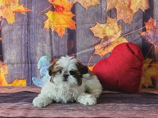 Shih Tzu Dog Female Gold and White 25574 Petland Las Vegas, Nevada