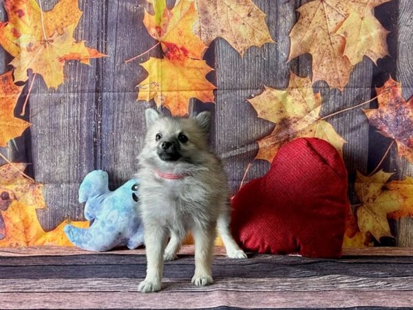 Pomeranian-Dog-Female-Orange Sable-25591-Petland Las Vegas, Nevada