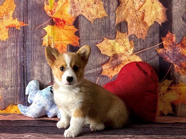 Pembroke Welsh Corgi Dog Male Sable / White 25590 Petland Las Vegas, Nevada