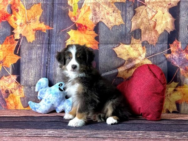 Miniature Australian Shepherd Dog Female Blue / Gold 25583 Petland Las Vegas, Nevada