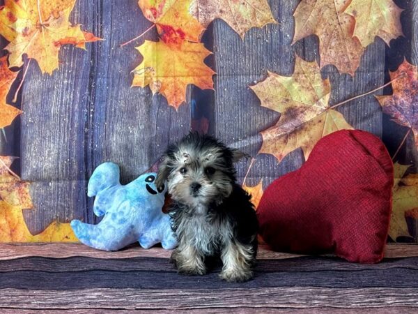 Maltese/Yorkshire Terrier-Dog-Male-Black / Tan-25596-Petland Las Vegas, Nevada