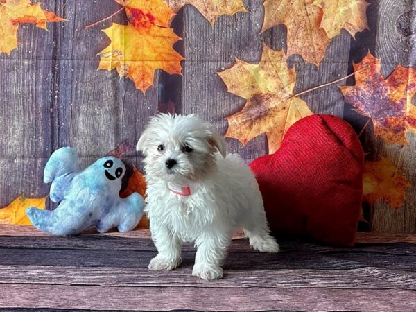 Maltese Dog Female White 25588 Petland Las Vegas, Nevada