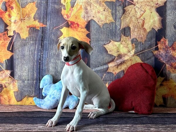 Italian Greyhound-Dog-Female-White / Fawn-25587-Petland Las Vegas, Nevada