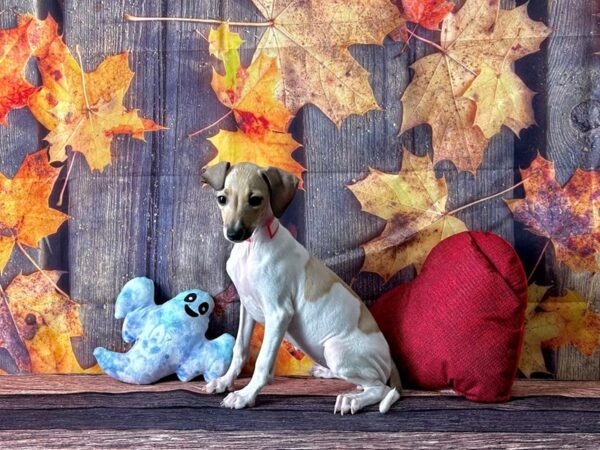 Italian Greyhound-Dog-Female-White / Fawn-25586-Petland Las Vegas, Nevada