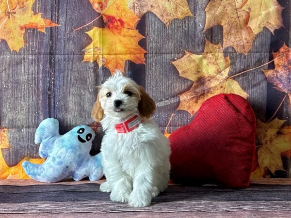 F1b Cavapoo Dog Female Apricot 25595 Petland Las Vegas, Nevada