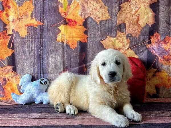 Golden Retriever Dog Female Golden 25600 Petland Las Vegas, Nevada